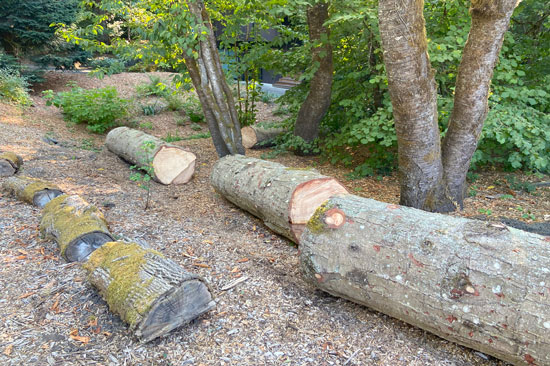 logs arranged on the ground among standing trees and green vegetation