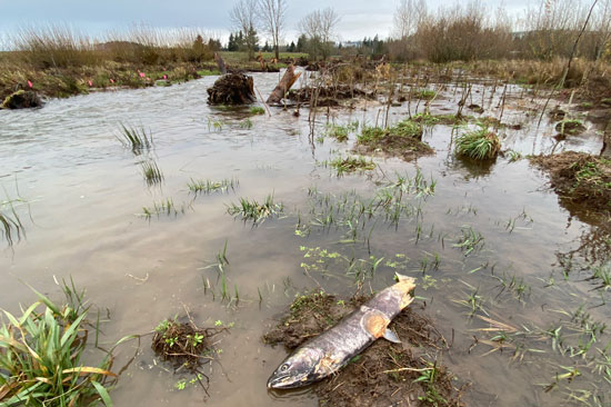 A spawned fish carcass in a recently completed restoration site with standing water and vegetation