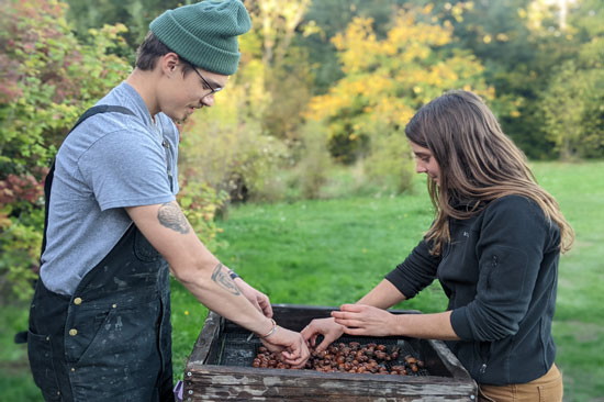 two people sort acorns across from one another outside